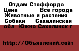 Отдам Стаффорда › Цена ­ 2 000 - Все города Животные и растения » Собаки   . Сахалинская обл.,Южно-Сахалинск г.